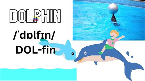 dolphin pronunciation|how to pronounce dolphins.